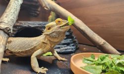 What Foods Can Bearded Dragons Eat Daily?