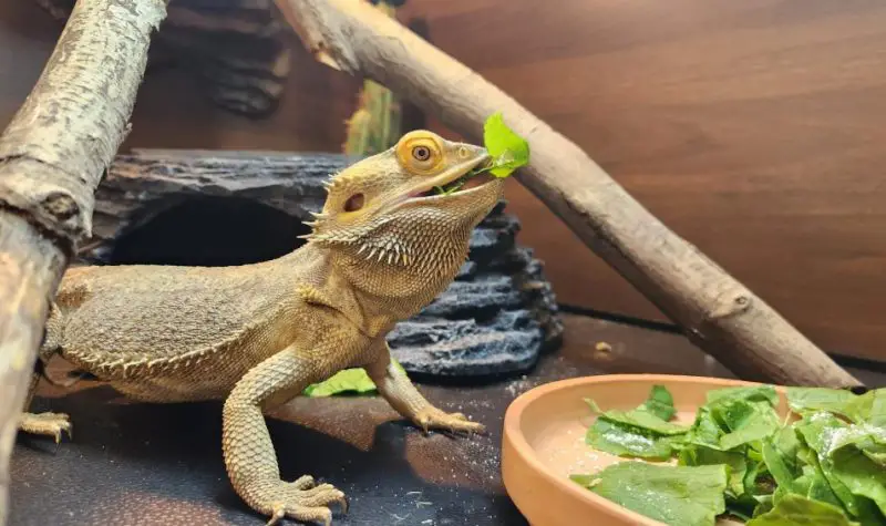 What Foods Can Bearded Dragons Eat Daily