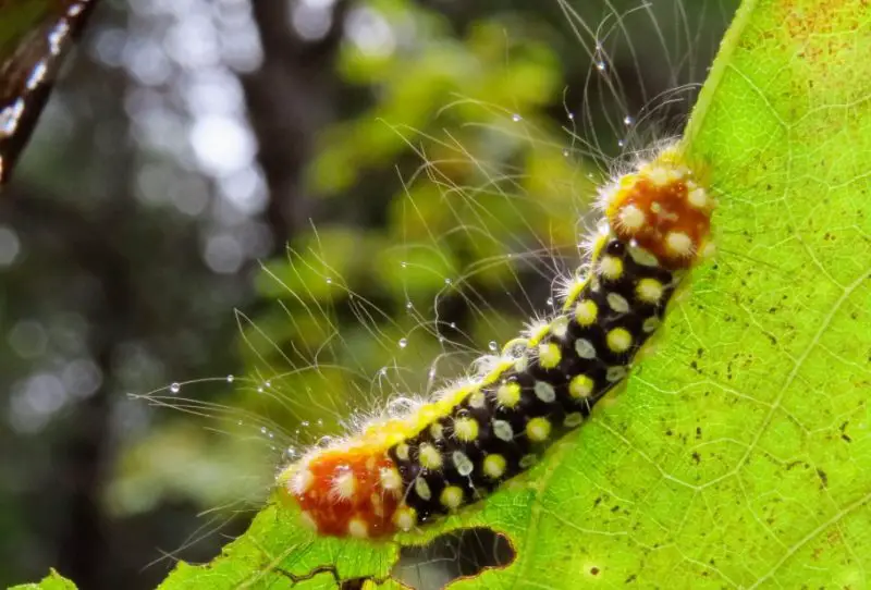 Yellow Caterpillars with Black Spikes