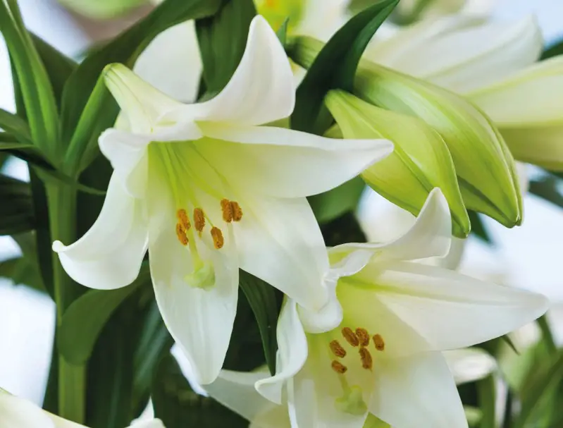 Easter Lily