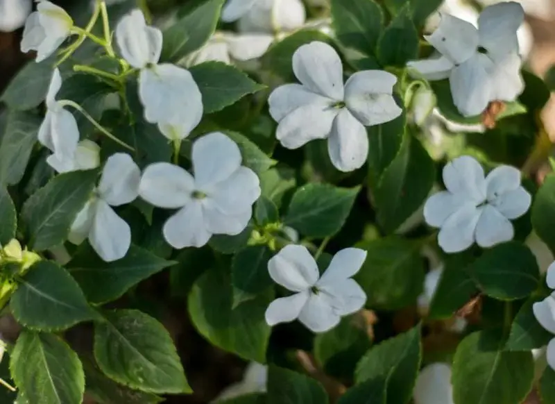 Flowers That Bloom at Night