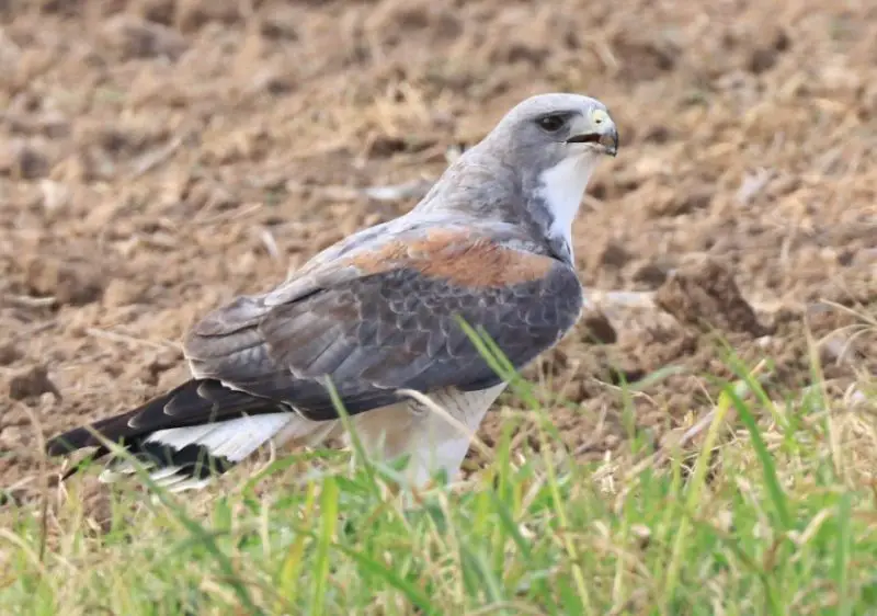 Types of Hawks