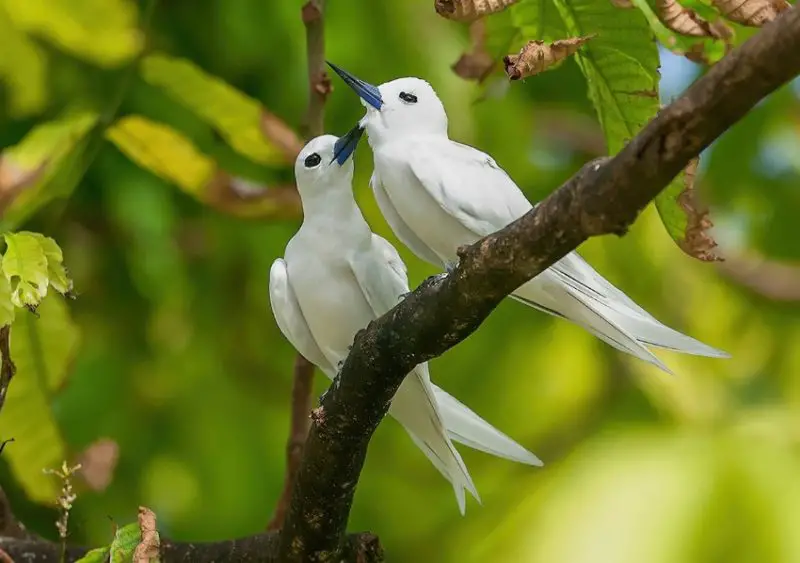 White Birds