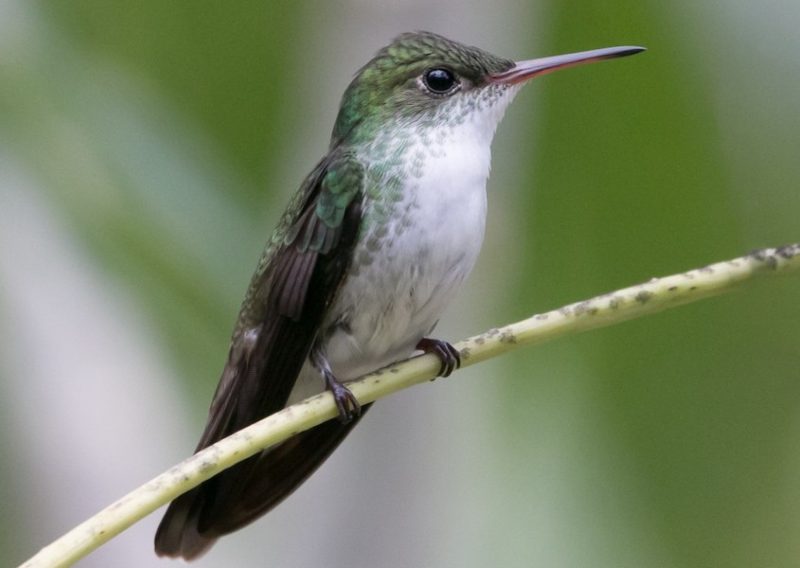 Types of Hummingbirds