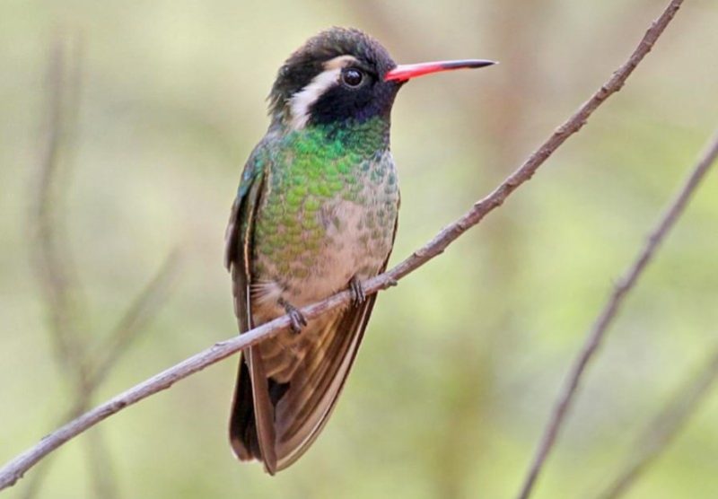 Types of Hummingbirds