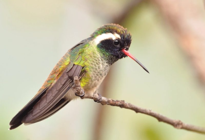 Types of Hummingbirds