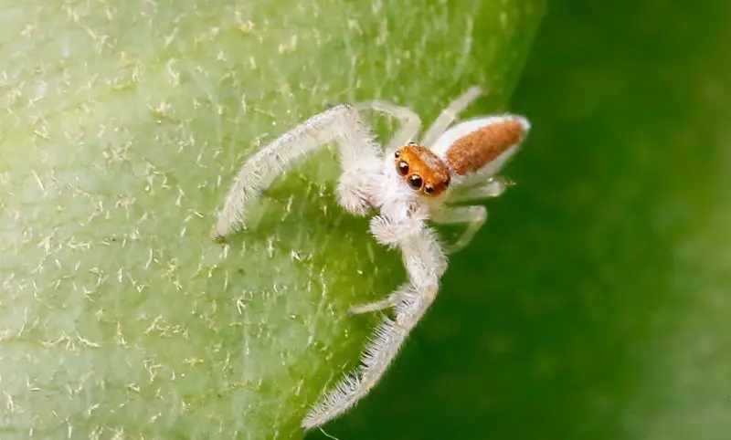 White Spiders