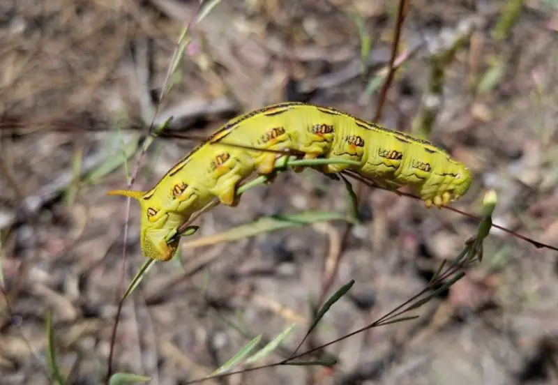 Yellow Caterpillars with Black Spikes