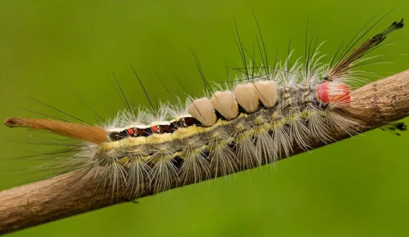 Yellow Caterpillars with Black Spikes