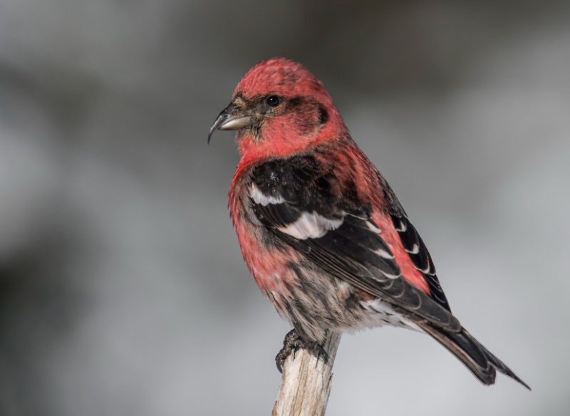 Birds with Red Heads