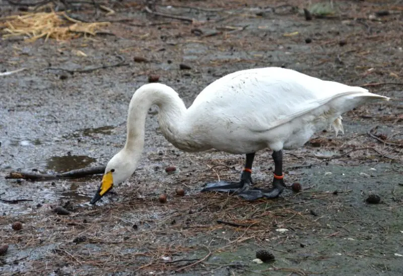 White Birds