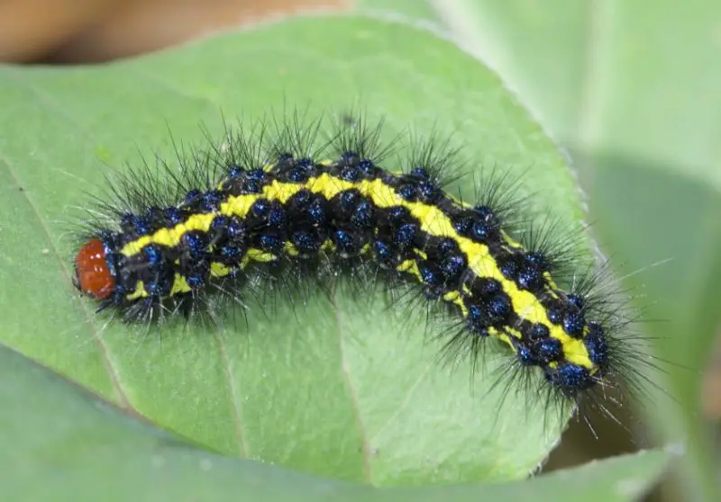 Yellow Caterpillars with Black Spikes