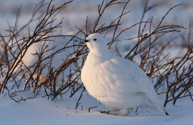 White Birds