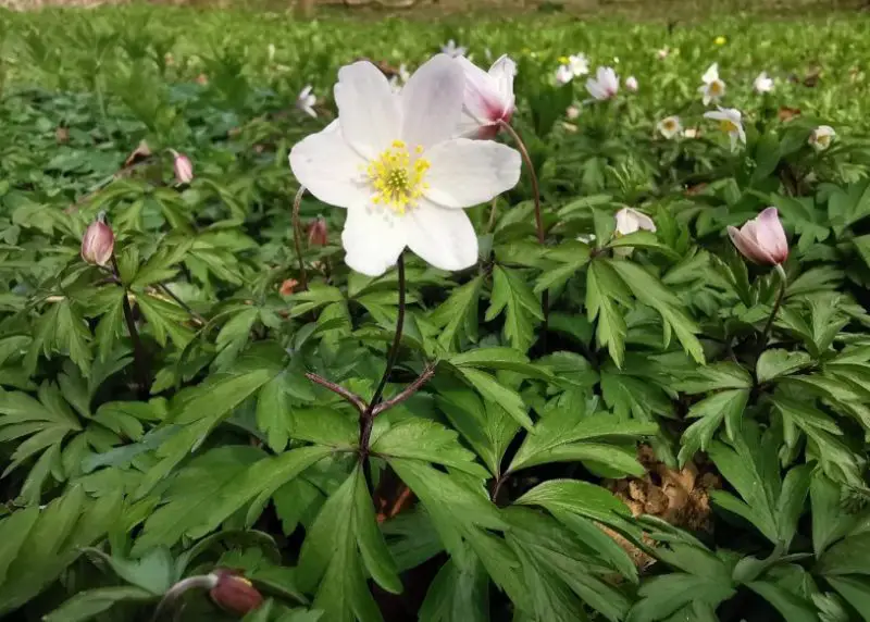 flowers that grow in shade