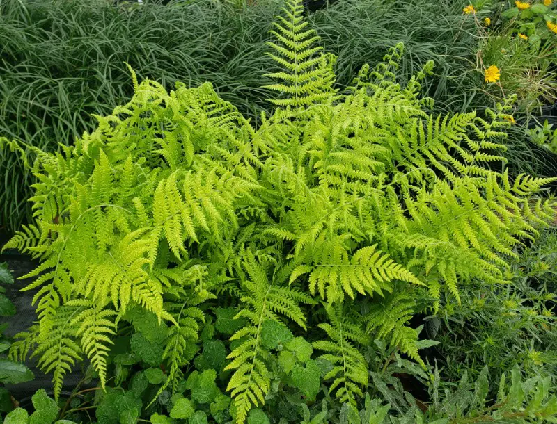 flowers that grow in shade