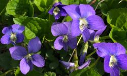 Wood Violet (Viola papilionacea) Care and Growing Guide