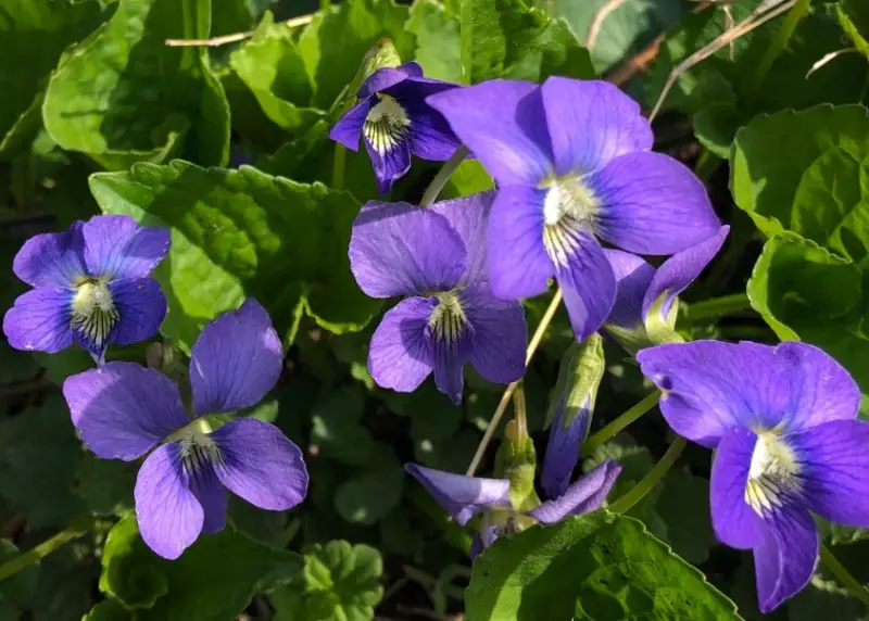 Wood Violet (Viola papilionacea)