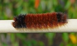 Woolly Bear Caterpillars: Everything You Need to Know