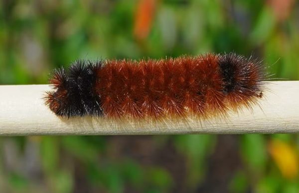 Woolly Bear Caterpillars