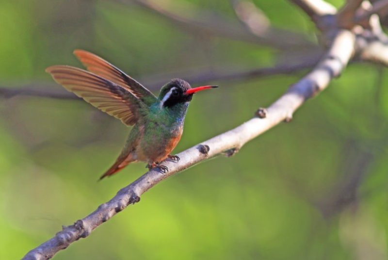 Types of Hummingbirds