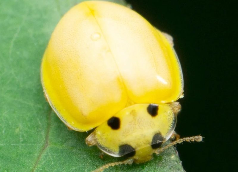 Yellow Ladybug