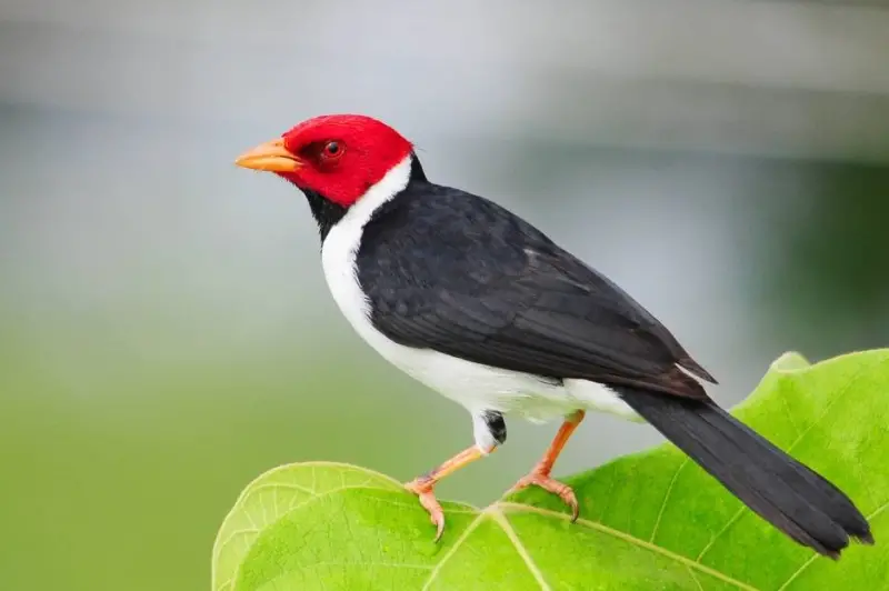 Bird with Red Head