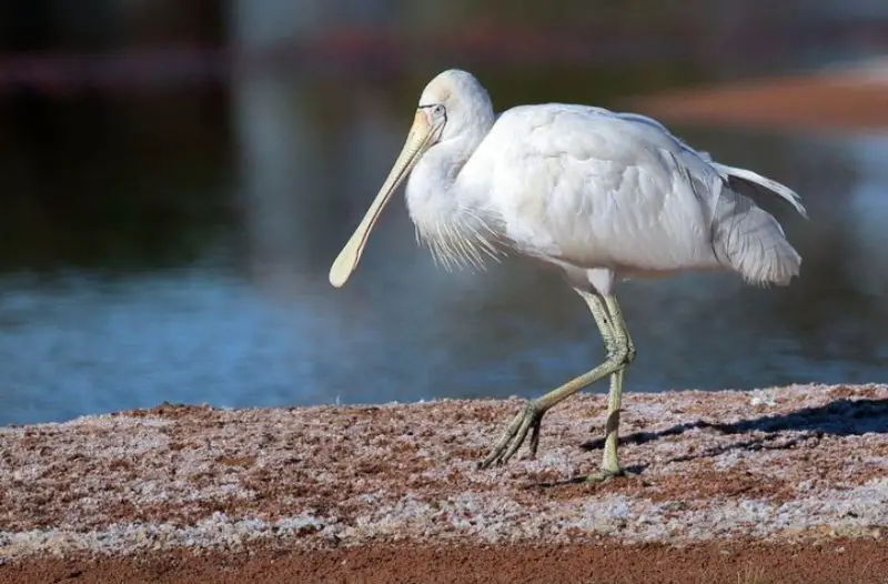 White Birds