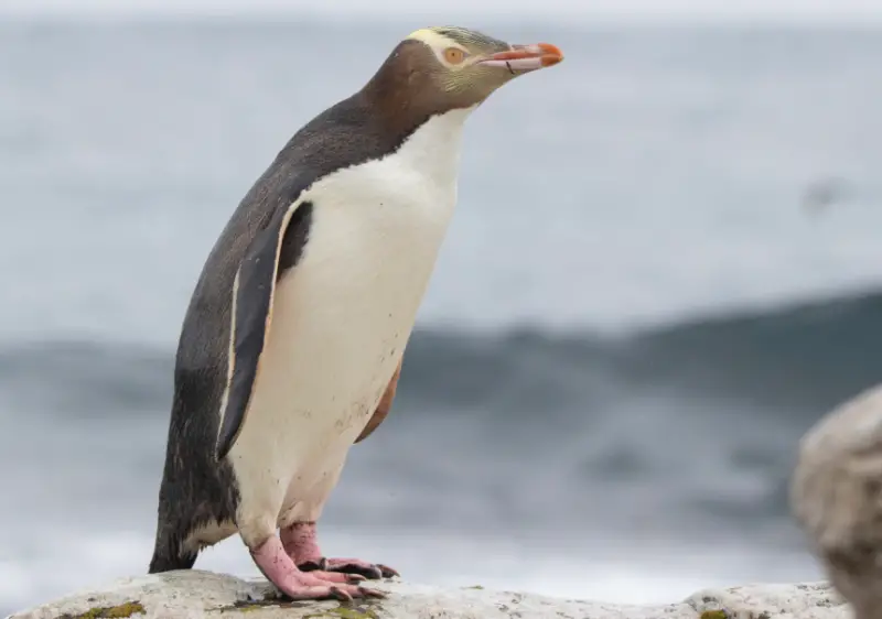 Types of Penguins