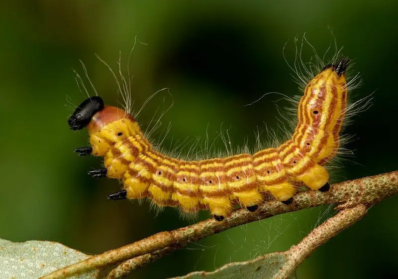 Yellow Caterpillars with Black Spikes