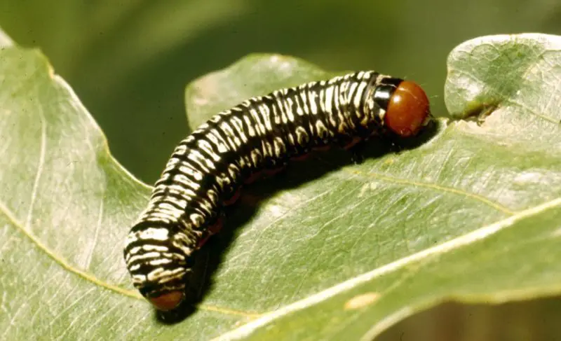 Yellow Caterpillars with Black Spikes