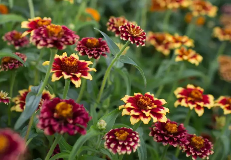 Types of Zinnias