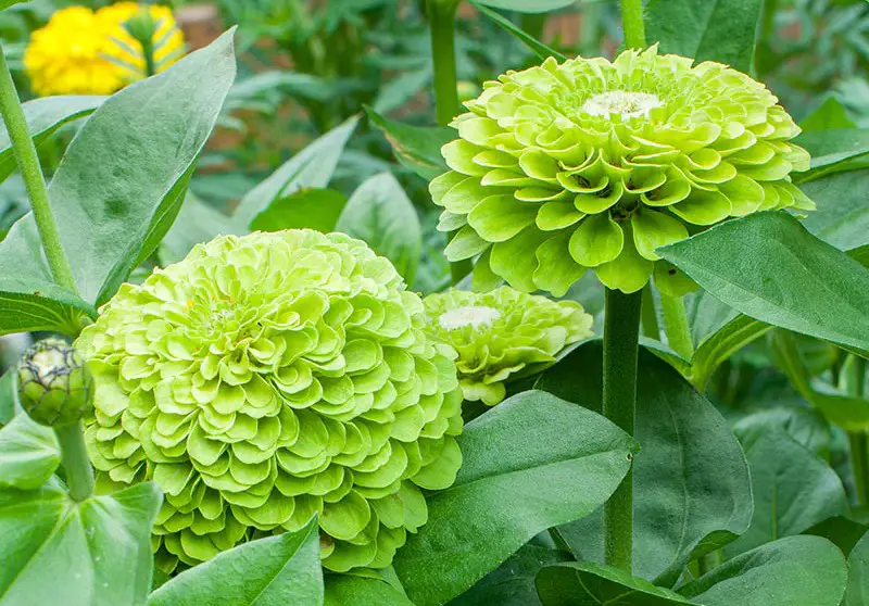 Types of Zinnias