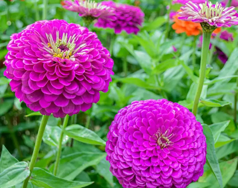 Types of Zinnias