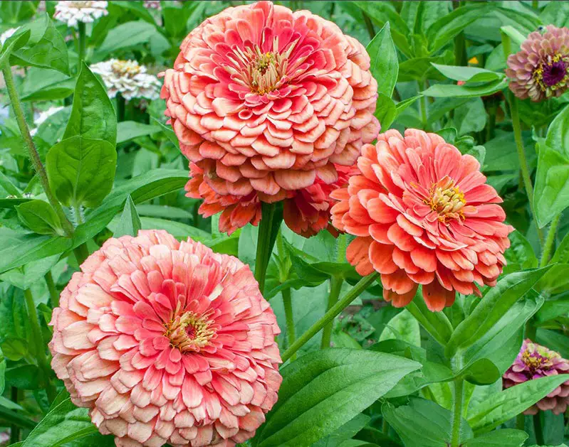 Types of Zinnias