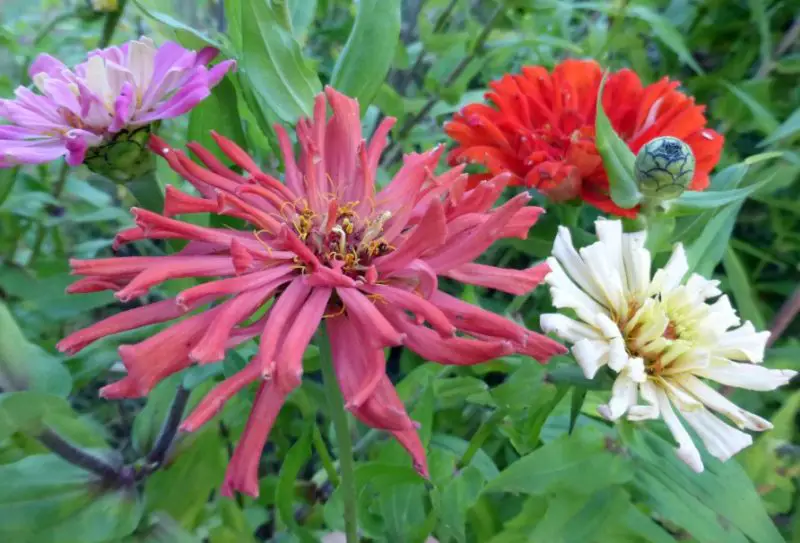 Types of Zinnias