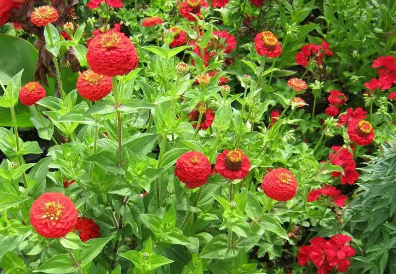 Types of Zinnias