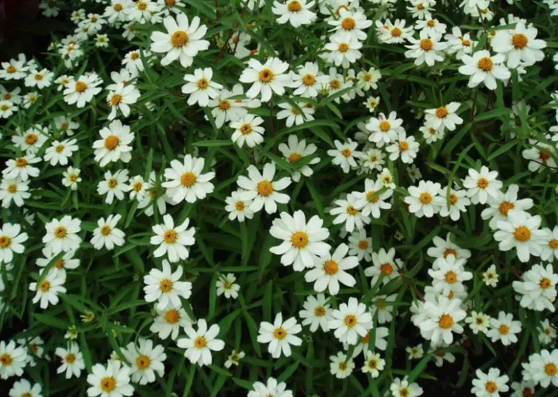 Types of Zinnias