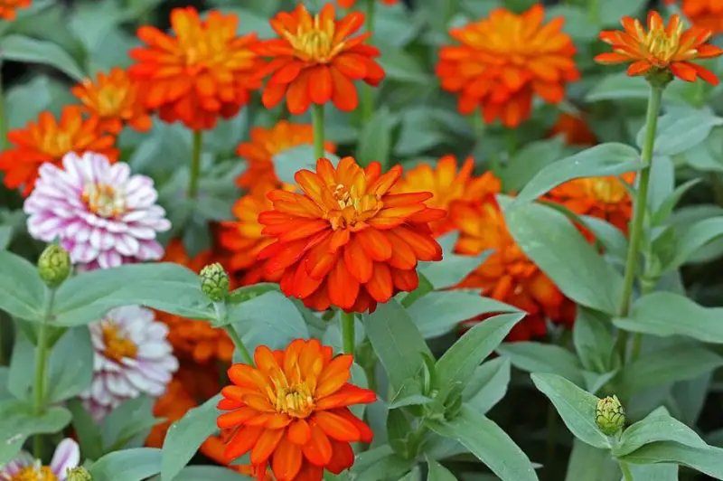 Types of Zinnias