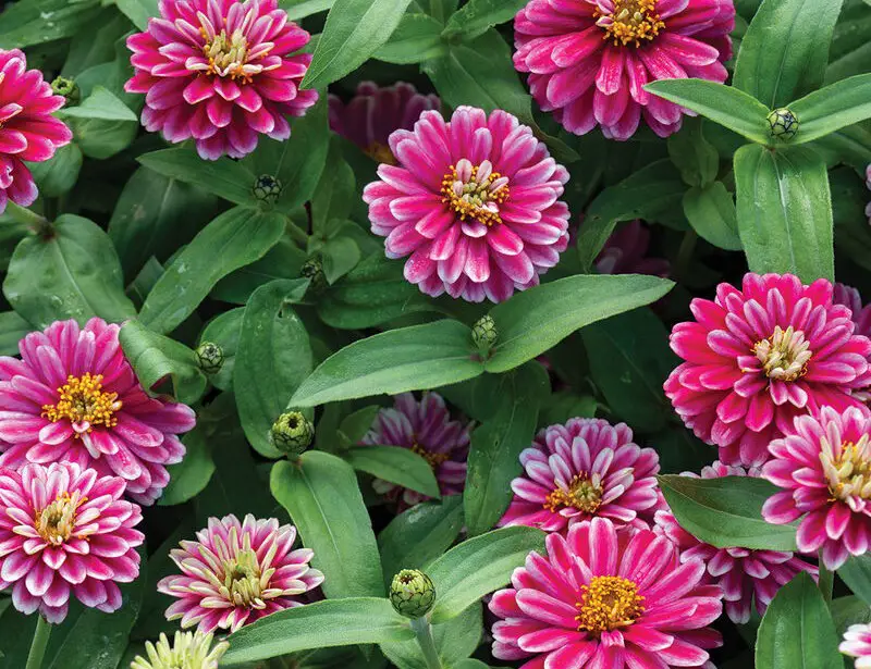 Types of Zinnias