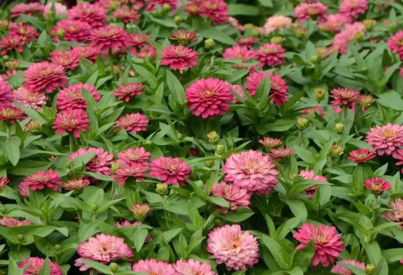 Types of Zinnias