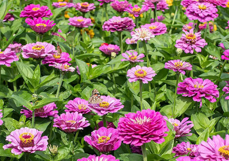 Types of Zinnias