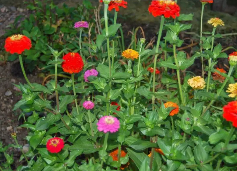 Types of Zinnias