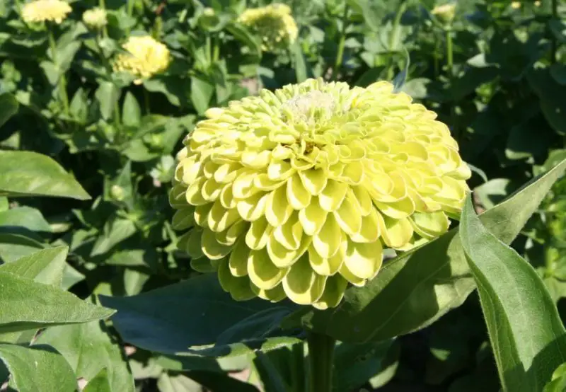 Types of Zinnias