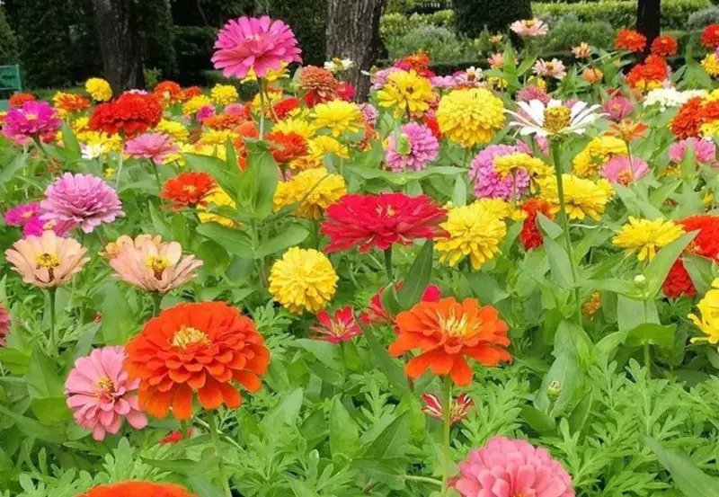 Types of Zinnias