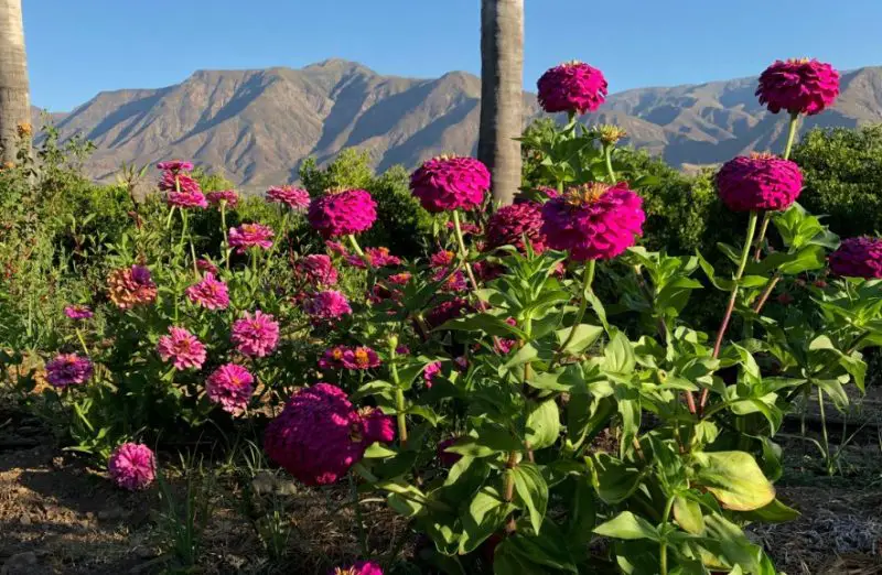 Types of Zinnias