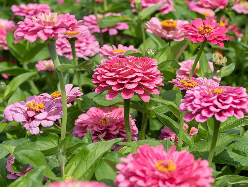 Types of Zinnias