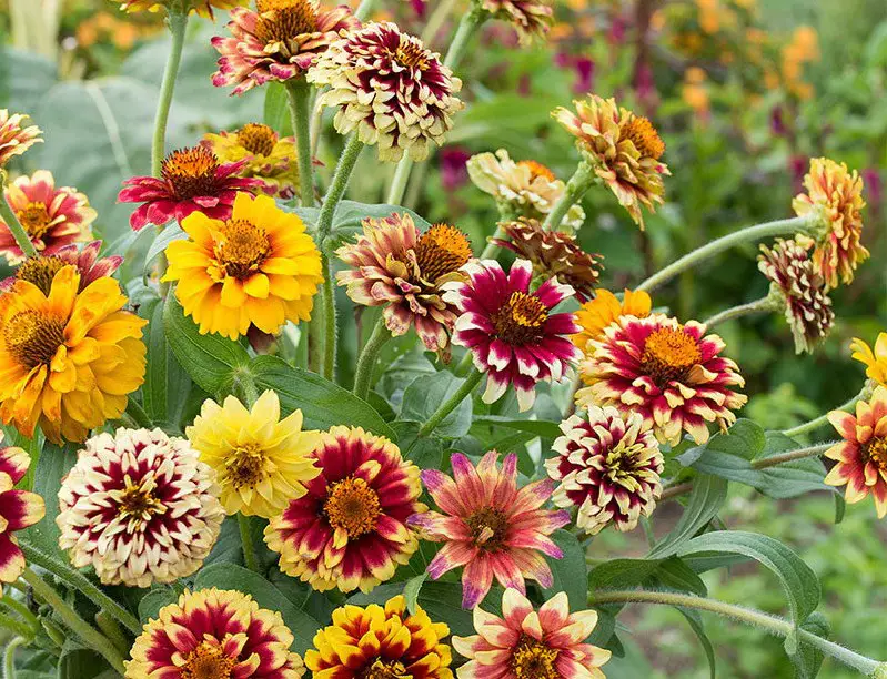 Types of Zinnias