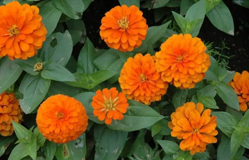 Types of Zinnias