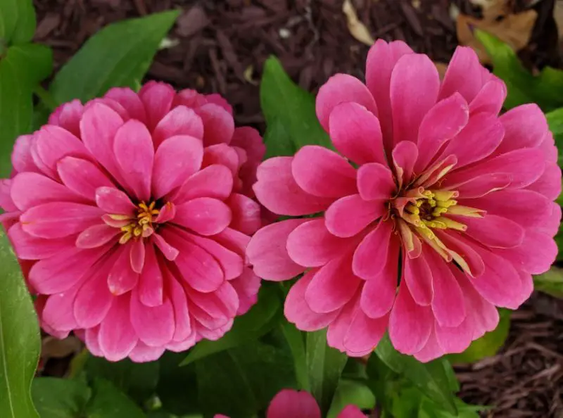 Types of Zinnias