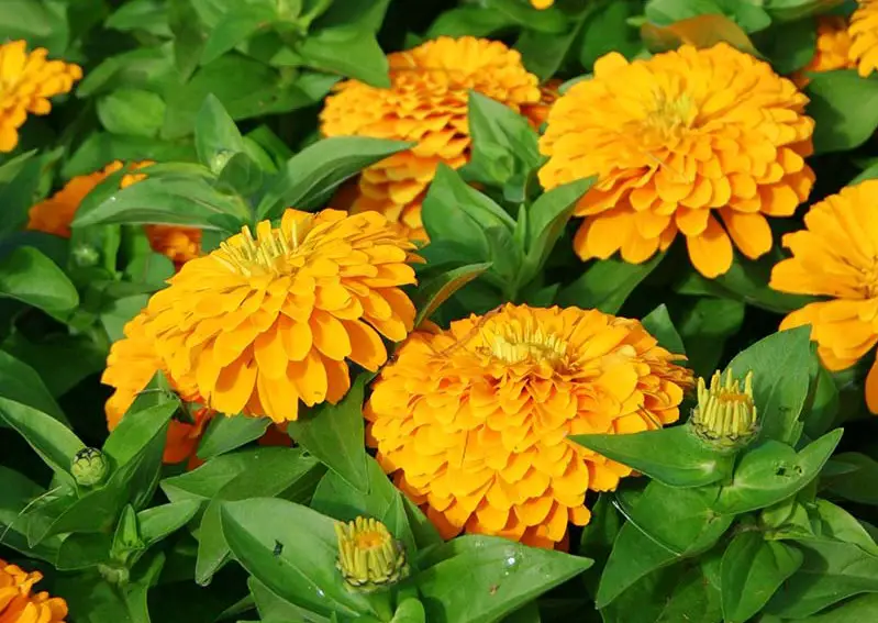 Types of Zinnias